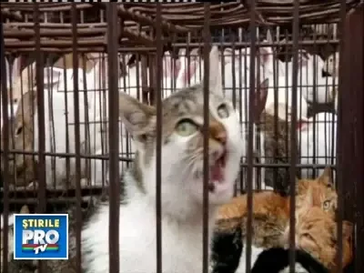 Proprietarii de feline din China in soc! Pisici furate pentru a fi gatite!
