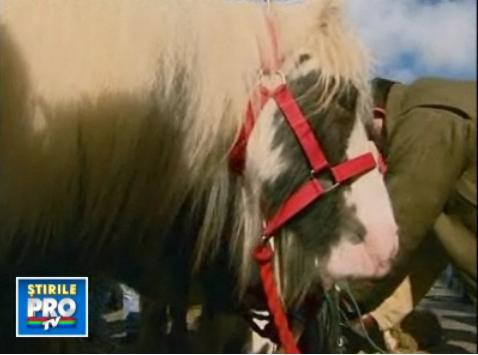 Mobilul meu pentru un cal! Sau...40 de dolari