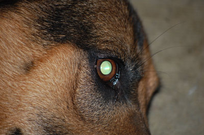 Cancerul ucide nu doar oameni, ci si animalele de companie!