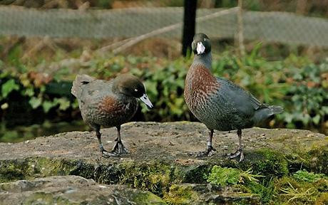 Specie de rate pe cale de disparitie, masculii ramasi sunt gay!