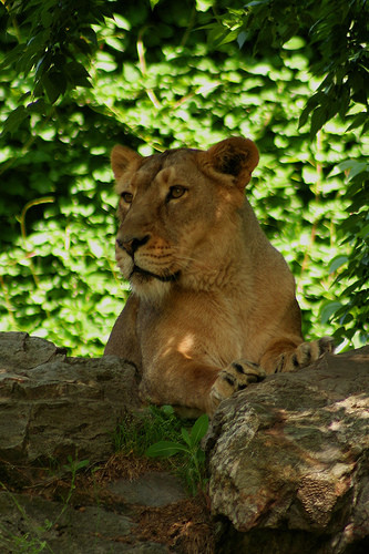 Salvati de la o viata chinuita, trei lei vor ajunge din Tecuci in Africa!