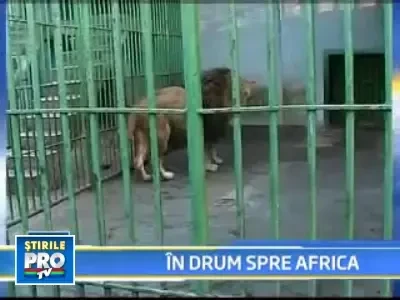 Salvati de la o viata chinuita, trei lei vor ajunge din Tecuci in Africa!