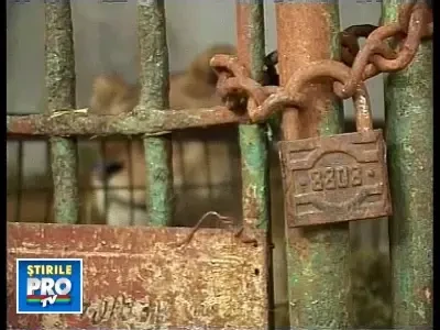 Salvati de la o viata de chin, trei lei vor fi trimisi de la Tecuci in Africa