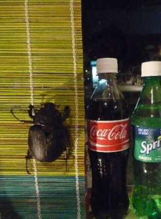 Aveti gandaci in bucatarie? Se poate si mai rau!