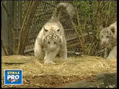 Cum se distreaza doi pui de tigru?!