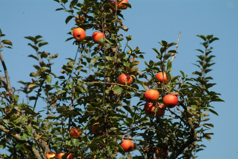 Vremea nu tine cu agricultorii! 70% din productia de fructe, in pericol!