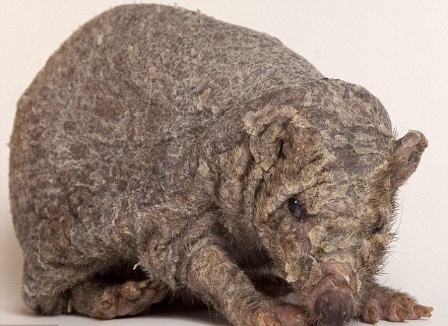 Spud, cunoscut drept ariciul chel, are din nou tepi!