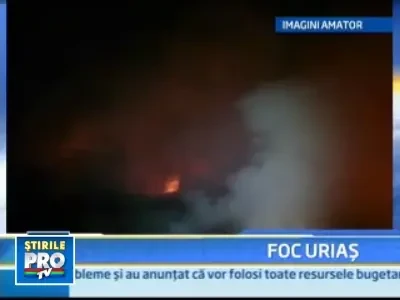 Foc urias la Constanta! Un adapost de animale si 3 baraci s-au facut scrum