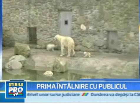 Libertate si Inotatorul, doi ursi polari, au iesit in lume