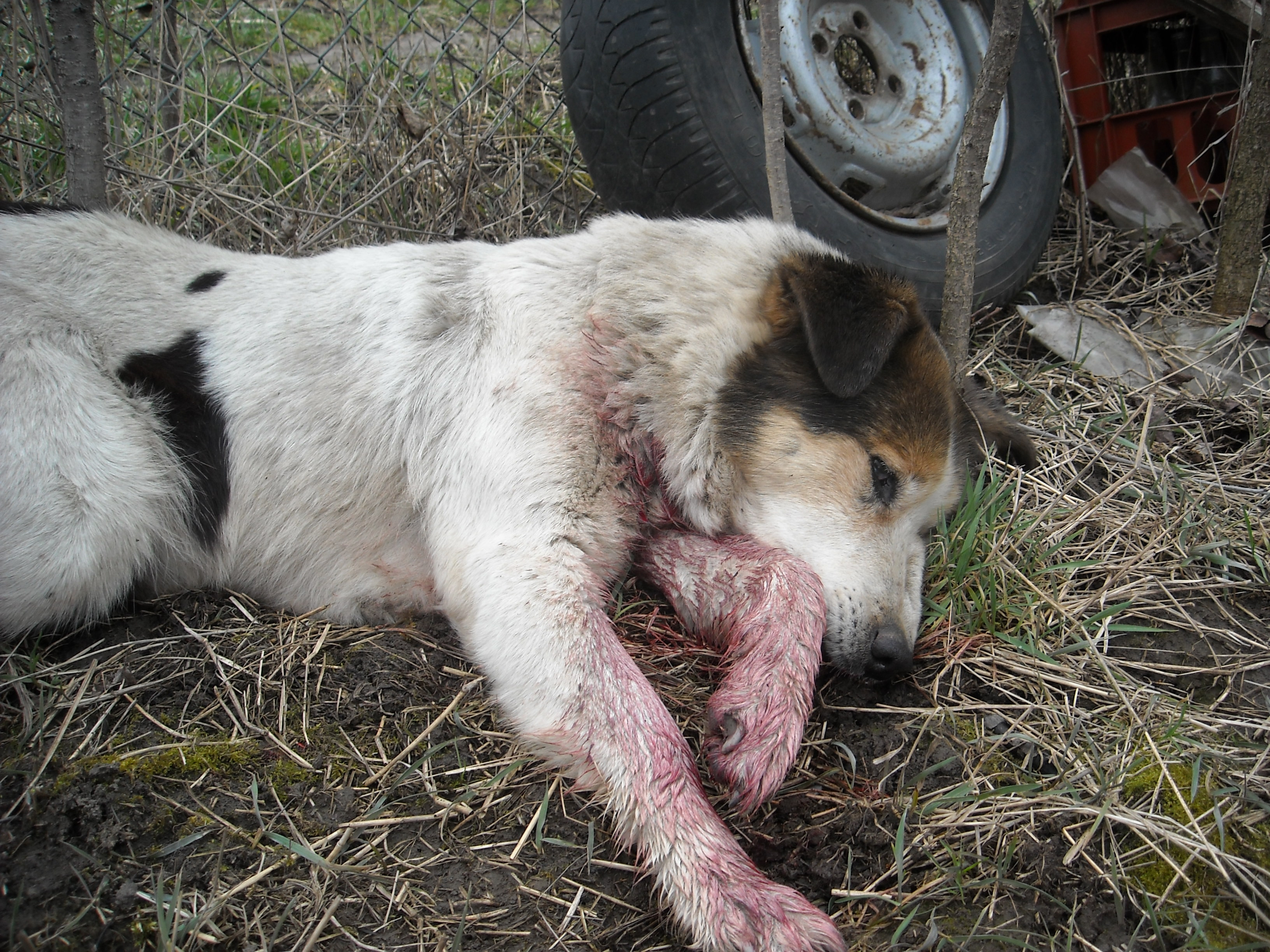 Caini maidanezi, dar si de rasa, otraviti de angajatii de la Salubritate!