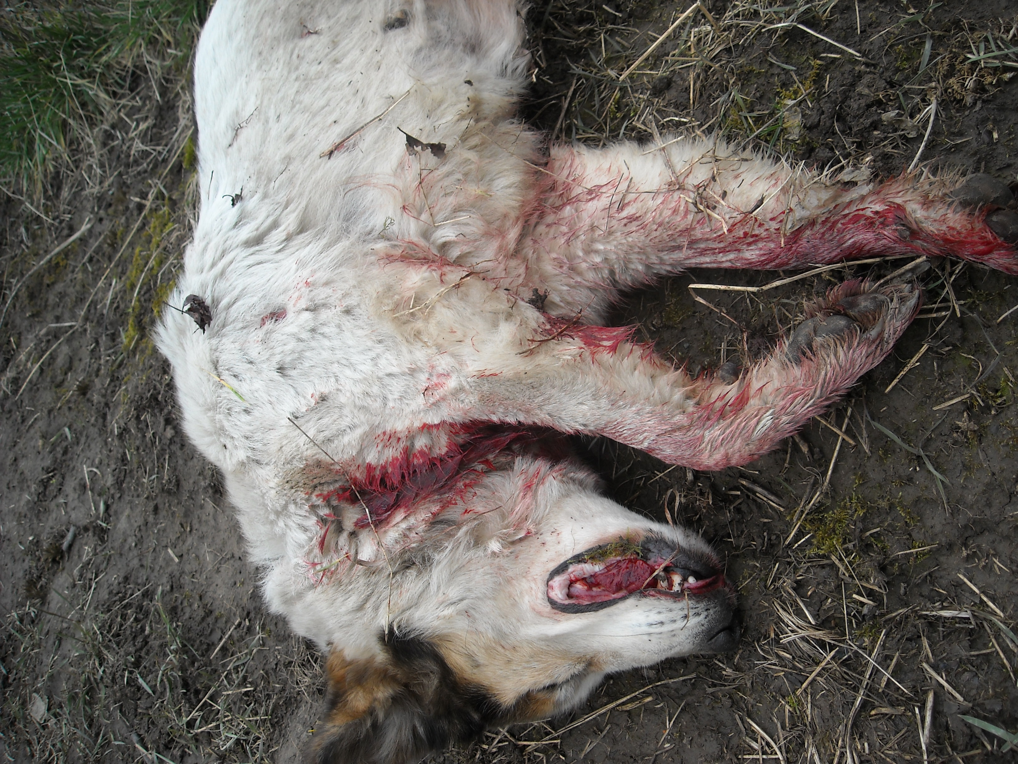 Ce faci cand vezi un animal maltratat? Afla chiar aici!