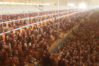 250.000 de gaini au murit la o ferma din Ohio din cauza unui incendiu