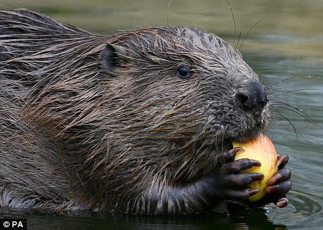 Un castor din Norvegia a trait aventura vietii lui!