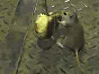 Ratatouille de Romania! Vezi cum dresezi un sobolan!