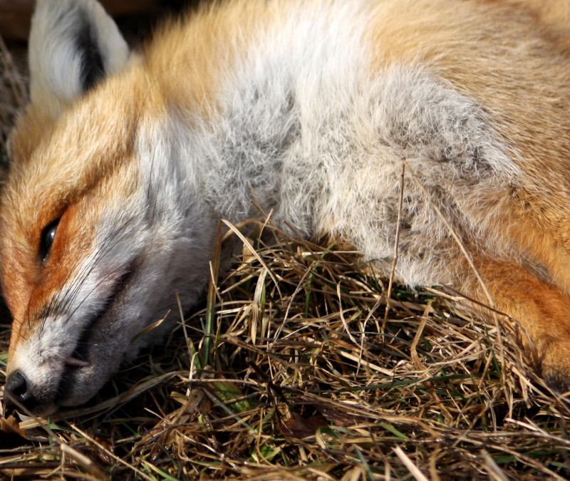 Alerta in Hunedoara, dupa ce o vulpe bolnava de rabie a fost gasita moarta