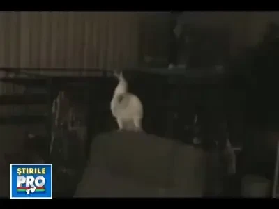 Papagal cu aere de vedeta!