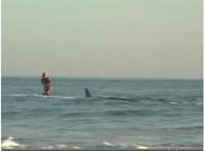 Asta da sport extrem! Surf printre rechini