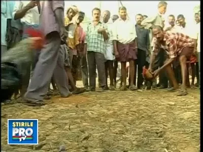 Sport sangeros: cocosi pusi sa lupte pana la moarte!