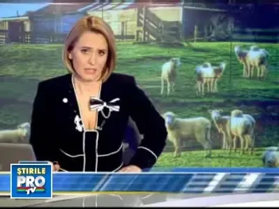 De Paste vom manca miei de import! Ai nostri nu au cercei de identificare