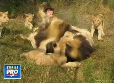 INCREDIBIL! Prietenie absoluta intre un om si 38 de lei!