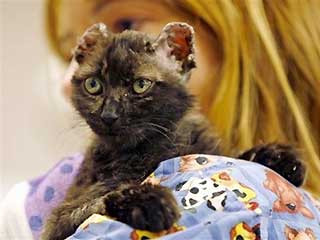 Au ars de vie o pisica! Acum risca 25 de ani de inchisoare! In America