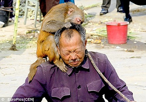 A luat-o pe coaja de la maimute!