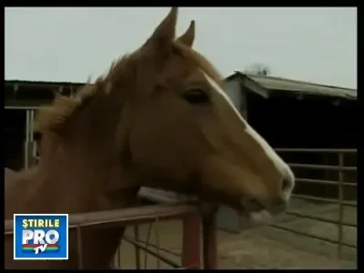 Emotionant! Cai folositi pe post de animale utilitare. Vezi VIDEO