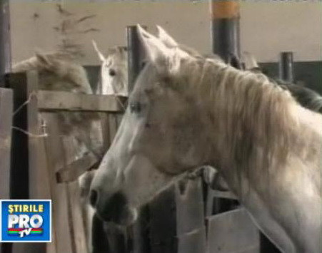 Imagini dezolante! Cai de sute de mii de euro mor de foame in mizerie!