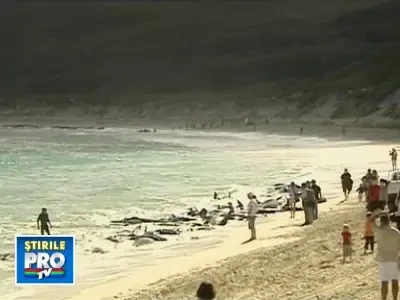 IMAGINI DRAMATICE! 80 de balene esuate la mal