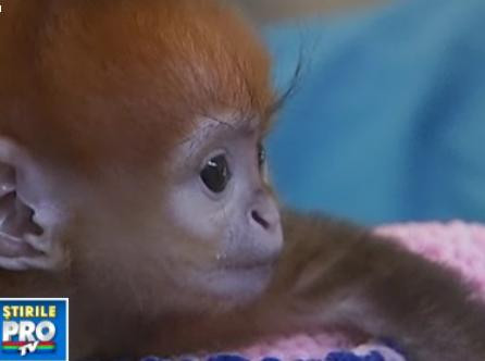 Micuta Elka, vedeta gradinii zoologice din Sydney!