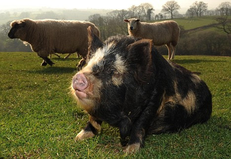 Porcul ce se crede pastor la oi!