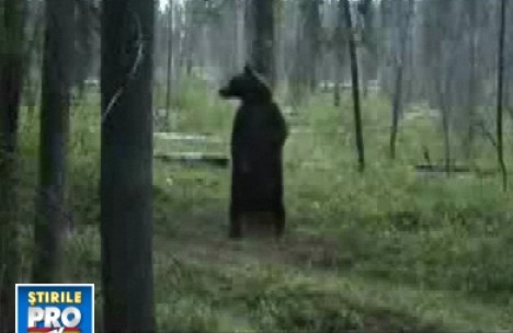 O ursoaica cu pui e vanata dupa ce a sfasiat doi mistreti de la zoo