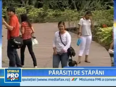 Criza financiara afecteaza pana si bugetul alocat animalelor de companie