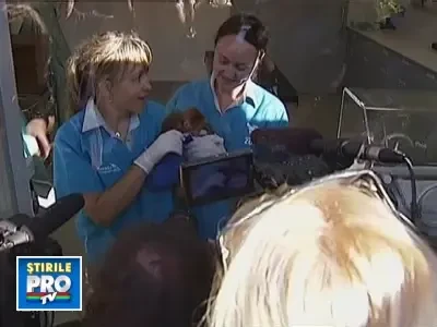 Micuta Elka, vedeta gradinii zoologice din Sydney!