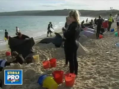 In imagini: Tragedia delfinilor esuati pe o plaja australiana
