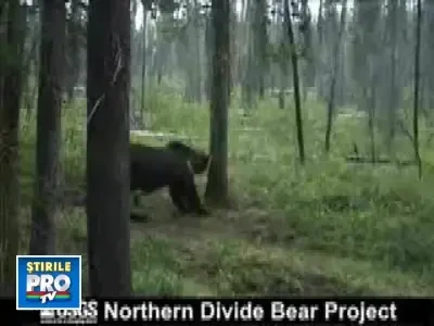 "Mor, mor, mor, sunt un mare dansator!"