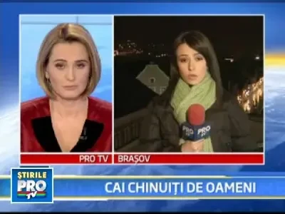 Caii de la Homorod risca sa piara! Din cauza birocratiei, cum altfel?