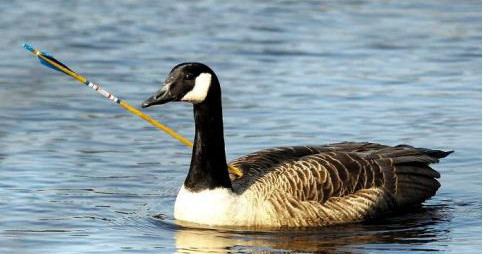 Sezon de vanatoare! Rata salbatica supravietuieste cu o sageata in spate!