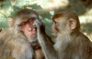 Dragoste de mama! Maimutele, la fel de afective cu puii lor, ca si oamenii!