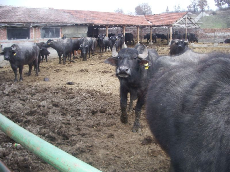 Sapte bivoli scosi la licitatie! Criza e de vina!