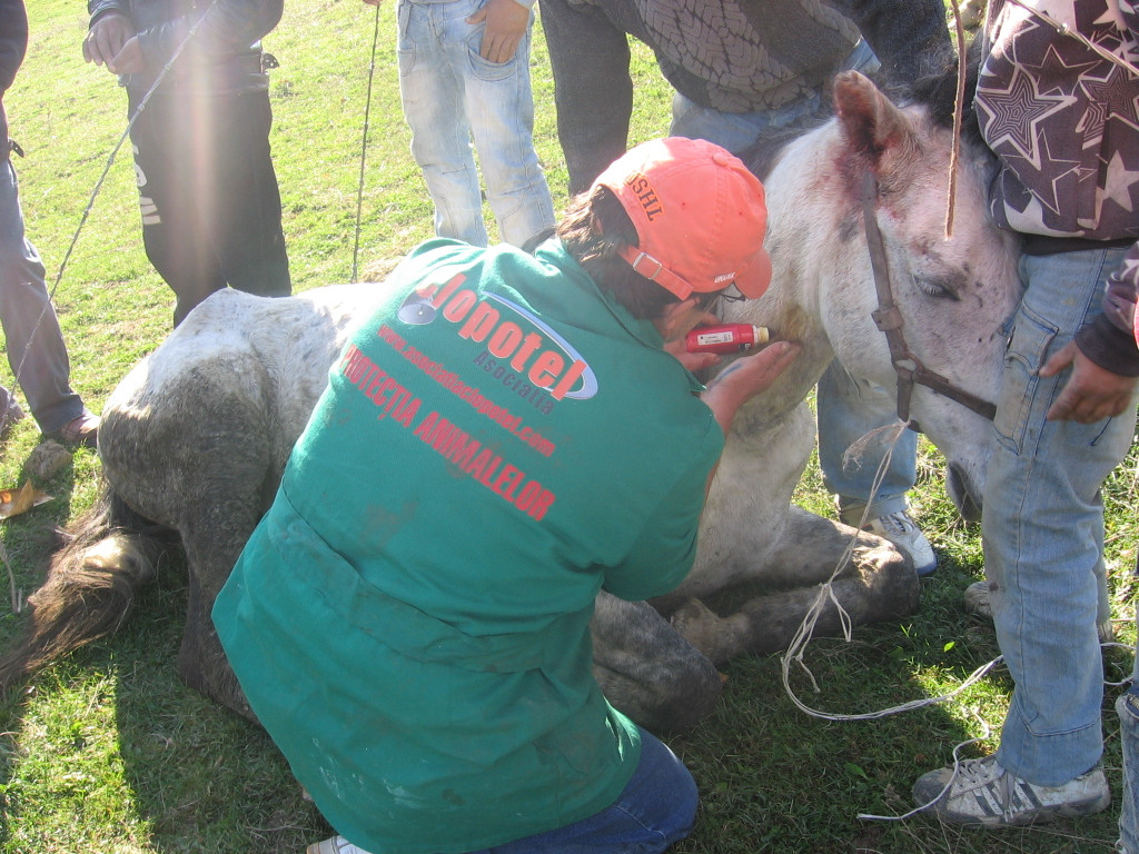 REVOLTATOR! Cai cu limba taiata si picioarele sfaramate cu toporul