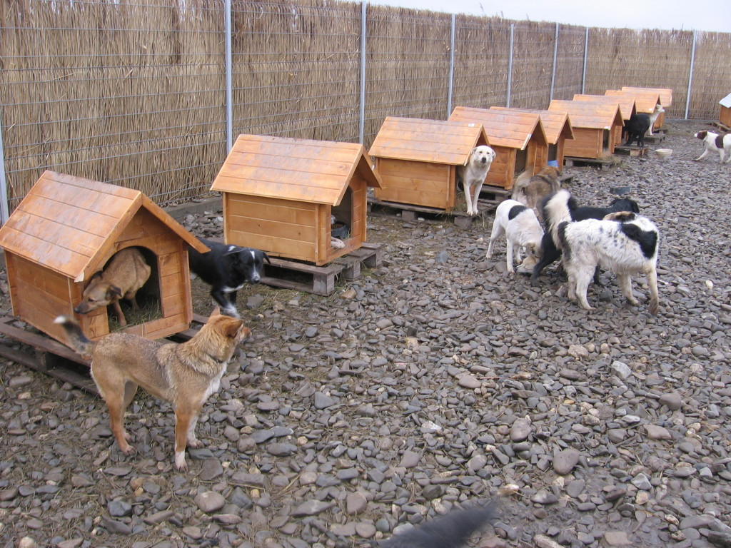 Eclipsa i-a bulversat deopotriva pe oameni si pe animale. Vezi efectele!