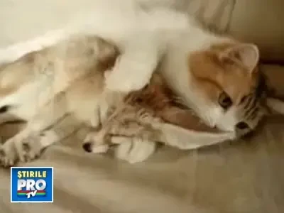 E adevarat! Dragostea nu cunoaste nici un fel de limite!