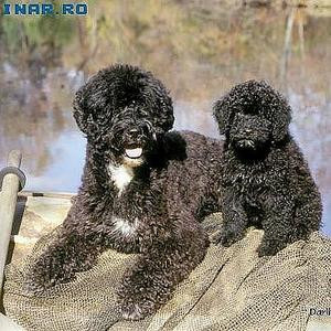 Viitorul caine prezidential va fi un catel de apa portughez!