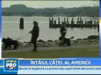 Viitorul caine prezidential va fi un catel de apa portughez!