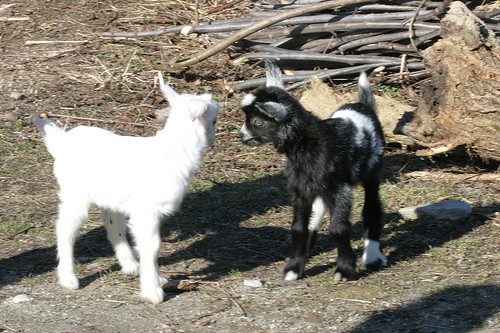 Iedul ia locul mielului in meniul de Paste! Este mai usor de digerat!