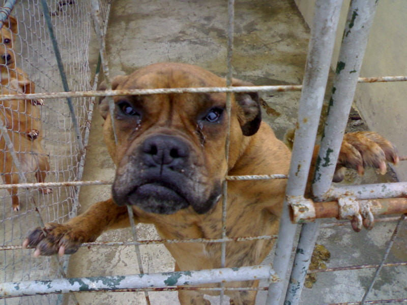 Dar nesperat. 300 de catei din Turda nu vor mai avea probleme cu mancarea