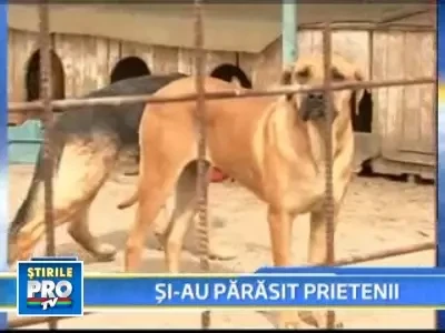 Speriati de saracie, romanii isi abandoneaza animalele de companie!