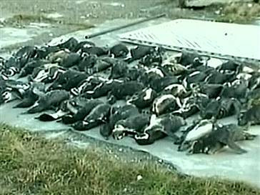 1.500 de pinguini gasiti morti intr-un golf chilian!