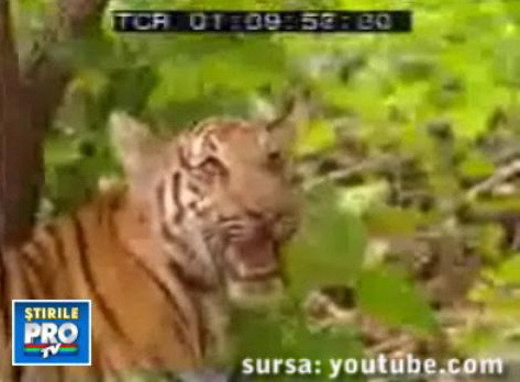 Vai s-amar de mustatile lor! Daca s-au pus cu maimuta...